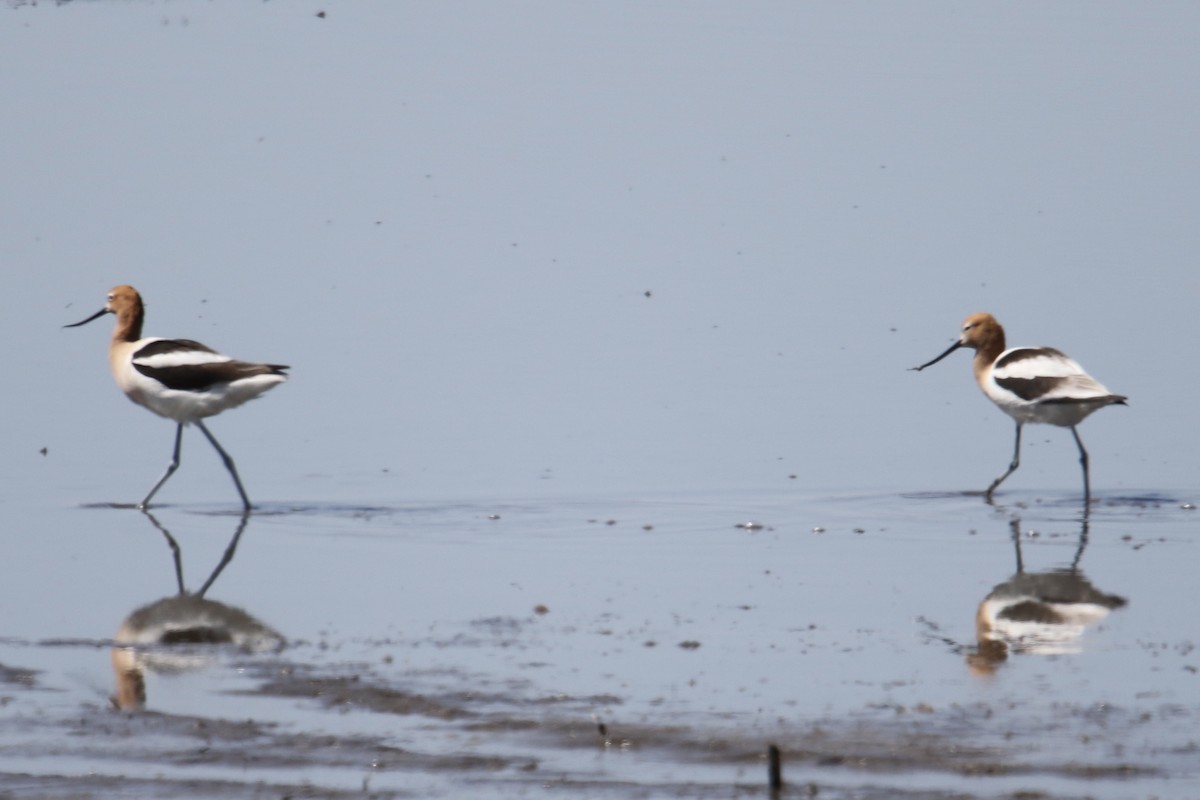 Avoceta Americana - ML559218301