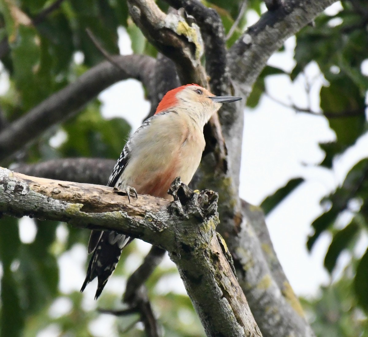 Red-bellied Woodpecker - ML559219991