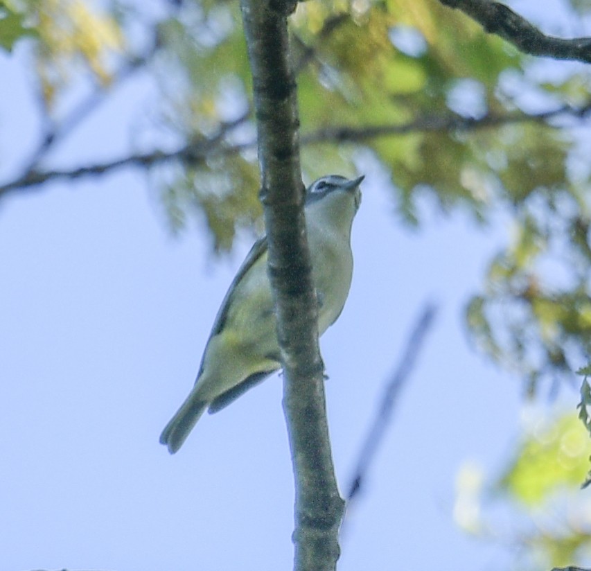 Blue-headed Vireo - ML559220251