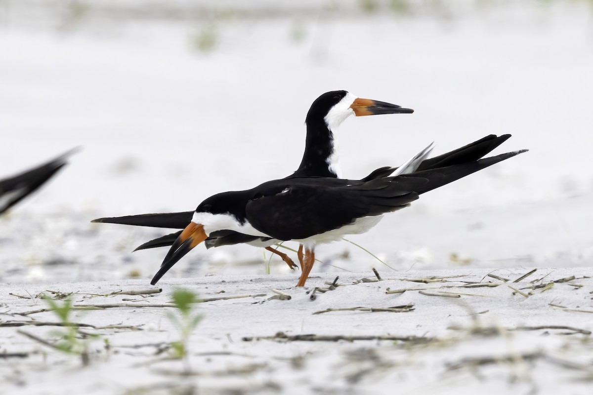 Black Skimmer - Mel Green