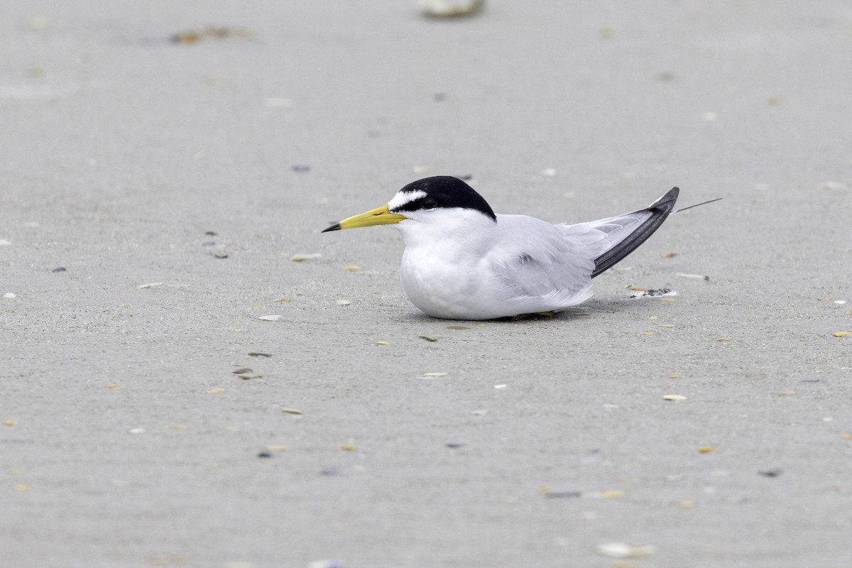 Least Tern - ML559220781