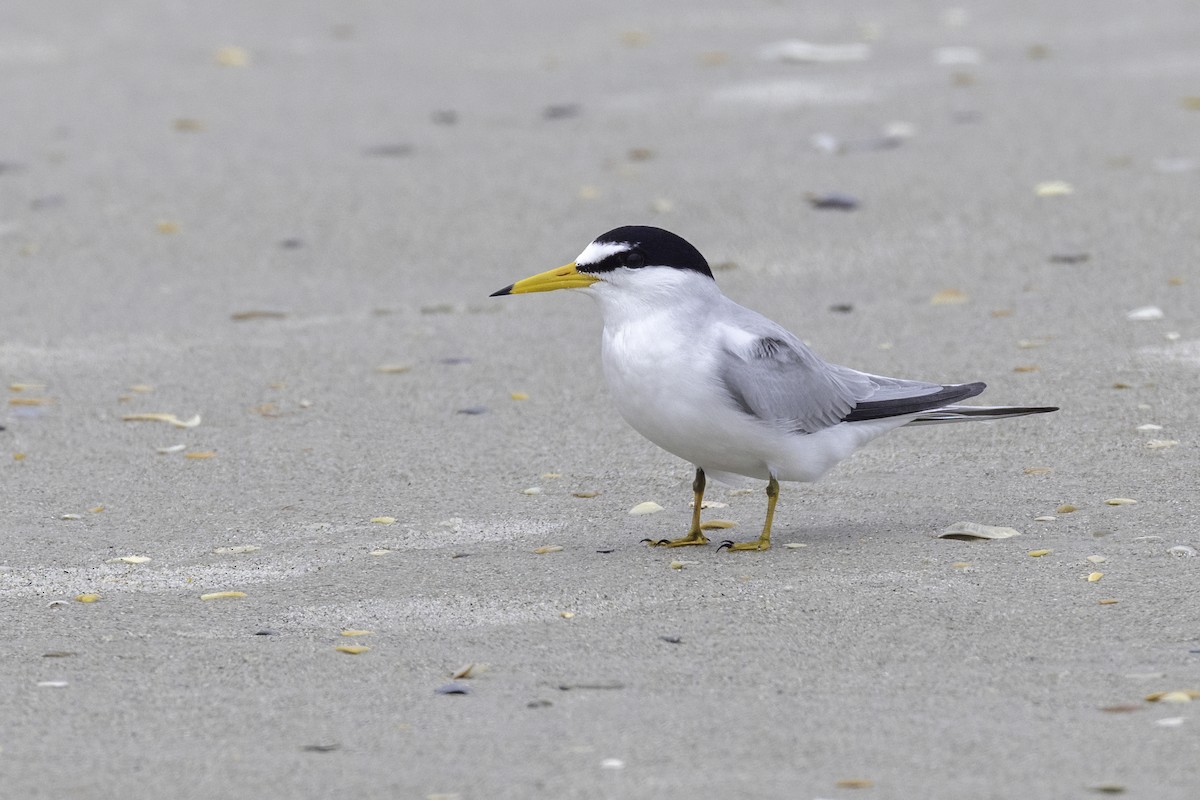 Least Tern - Mel Green