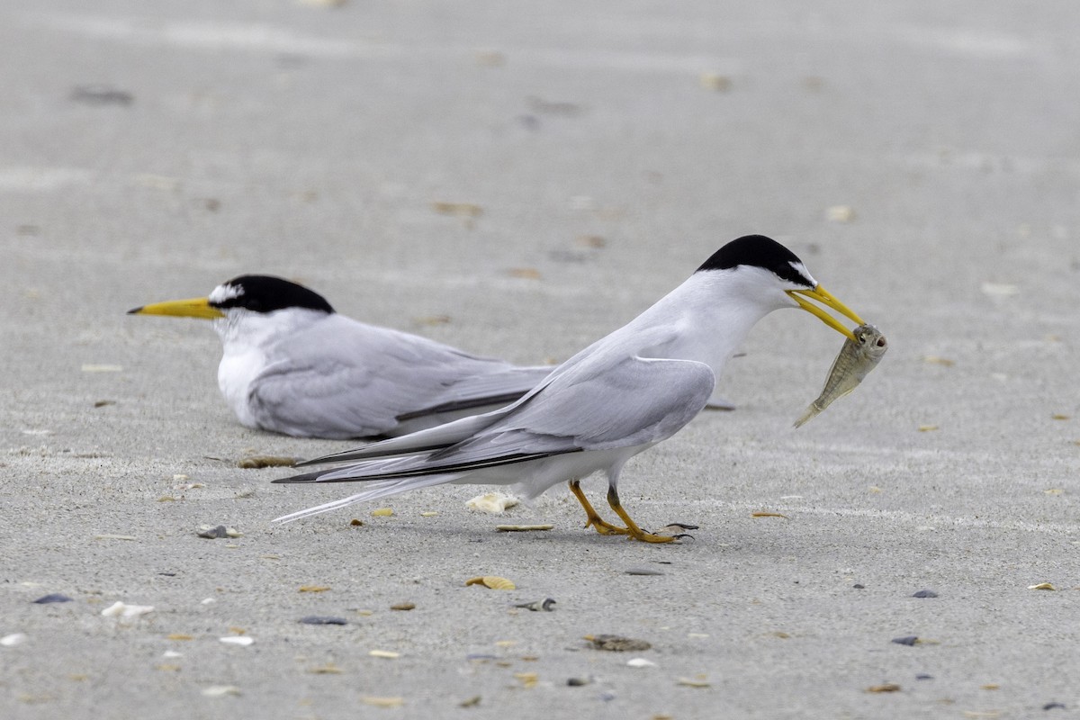 Least Tern - Mel Green