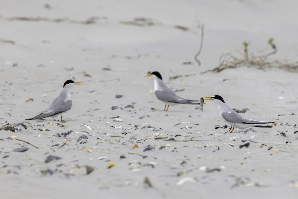 Least Tern - ML559220811