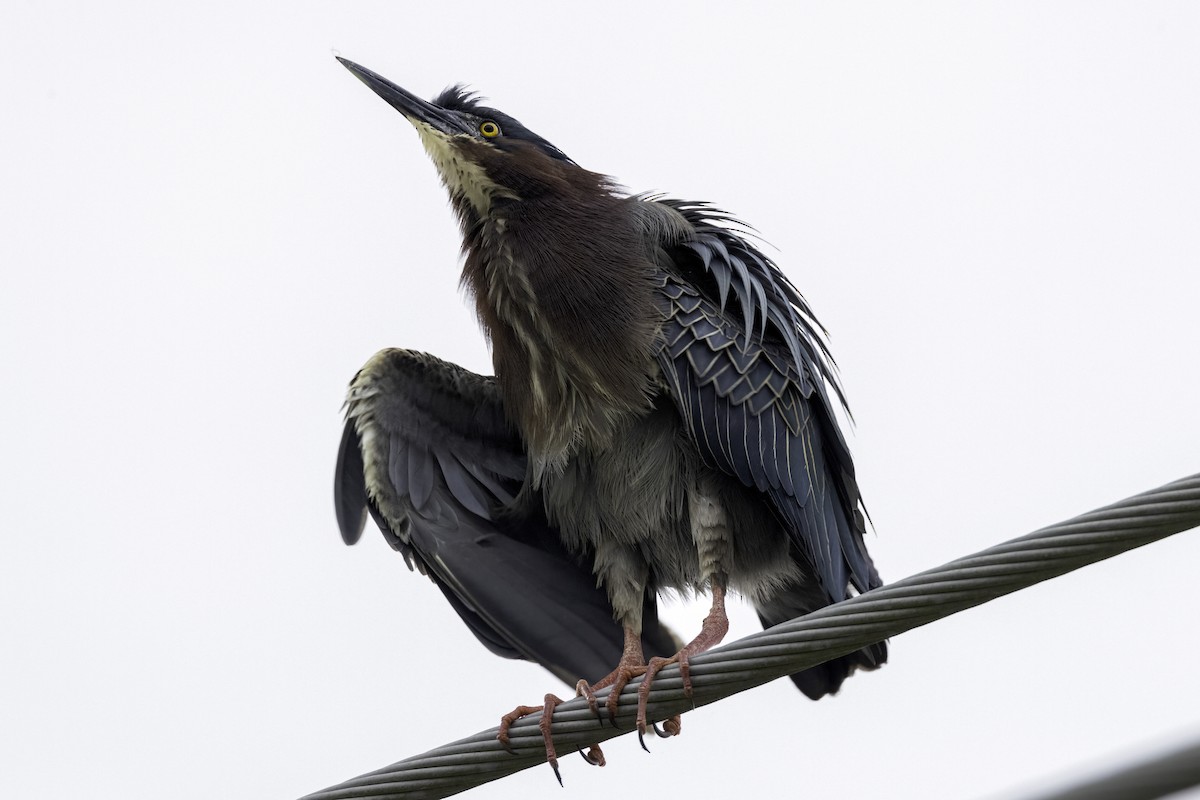 Green Heron - ML559221121