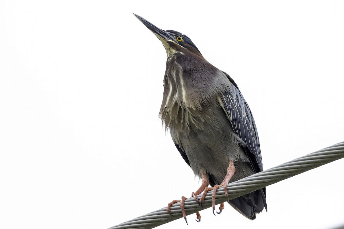 Green Heron - ML559221141