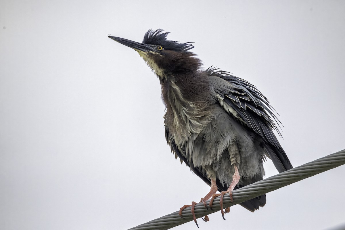 Green Heron - ML559221251