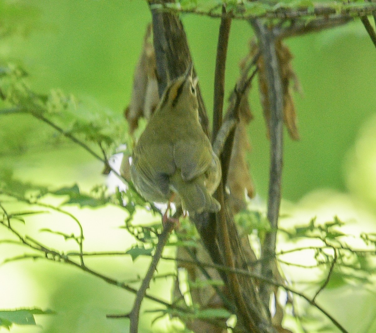 Ovenbird - ML559221341