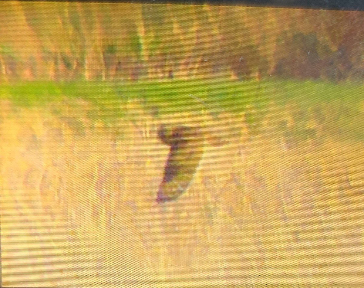 Short-eared Owl - Doug Willis