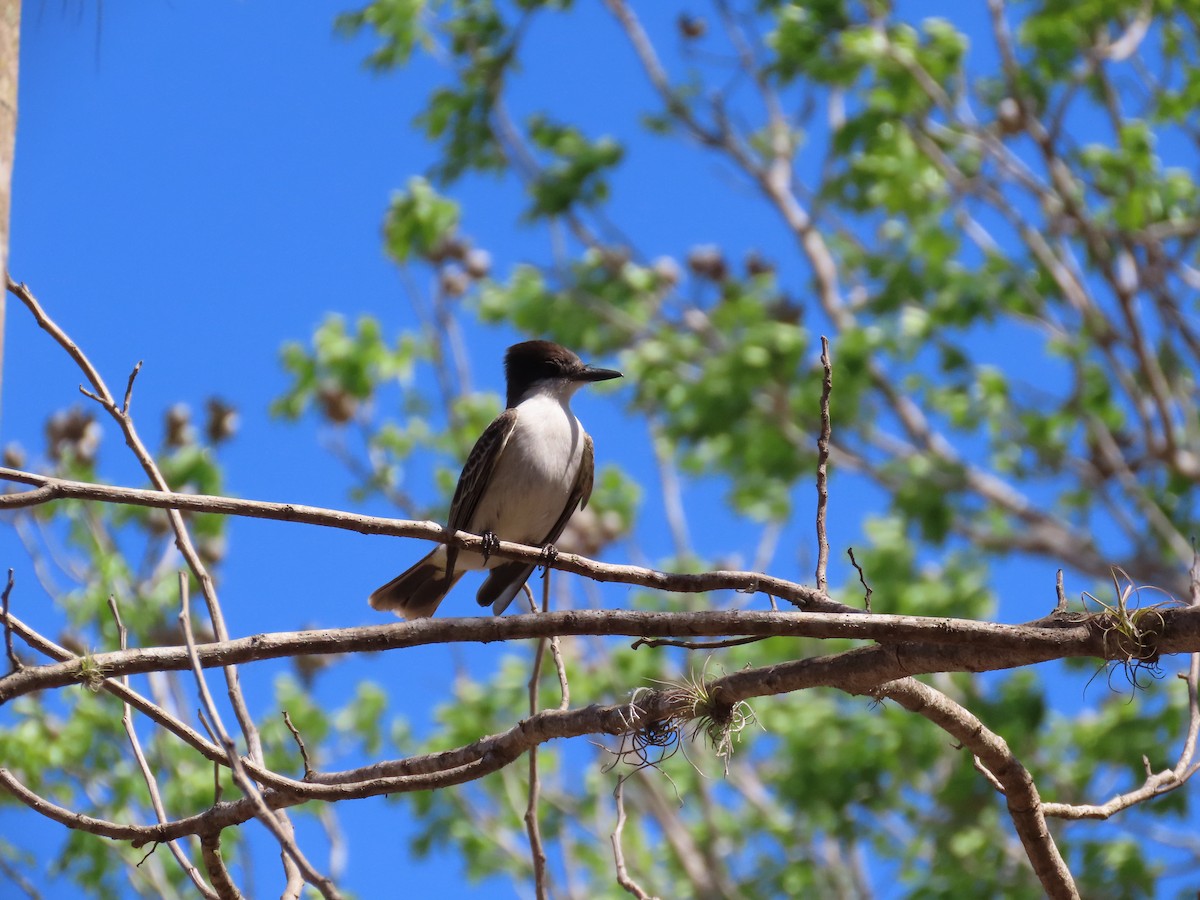 Tyran tête-police (groupe caudifasciatus) - ML559221861