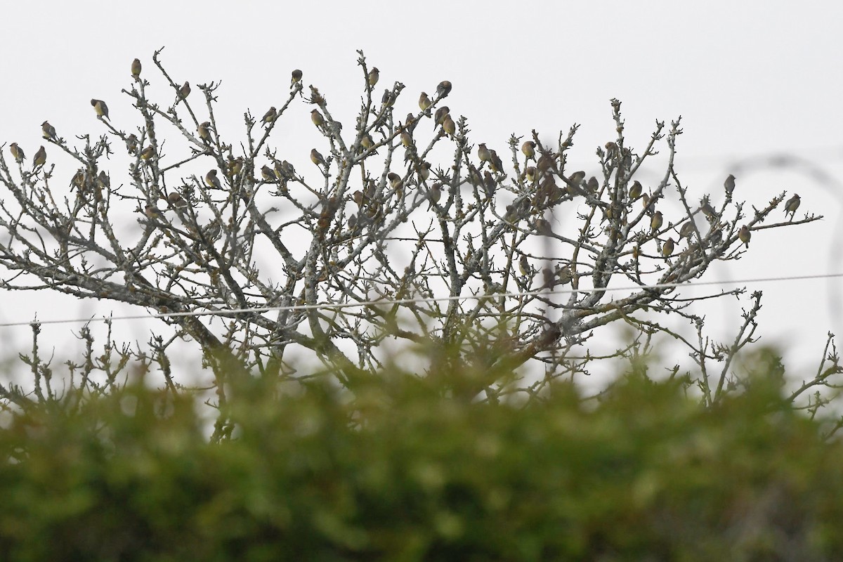 Cedar Waxwing - ML559222811