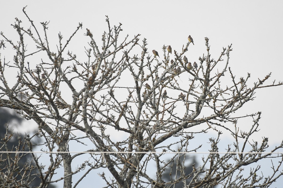 Cedar Waxwing - Maria Jose Lou