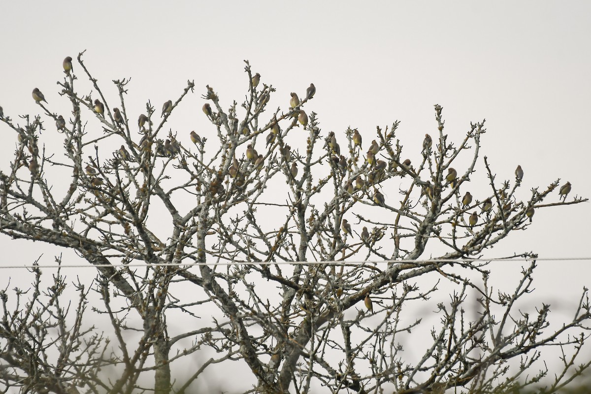 Cedar Waxwing - Maria Jose Lou