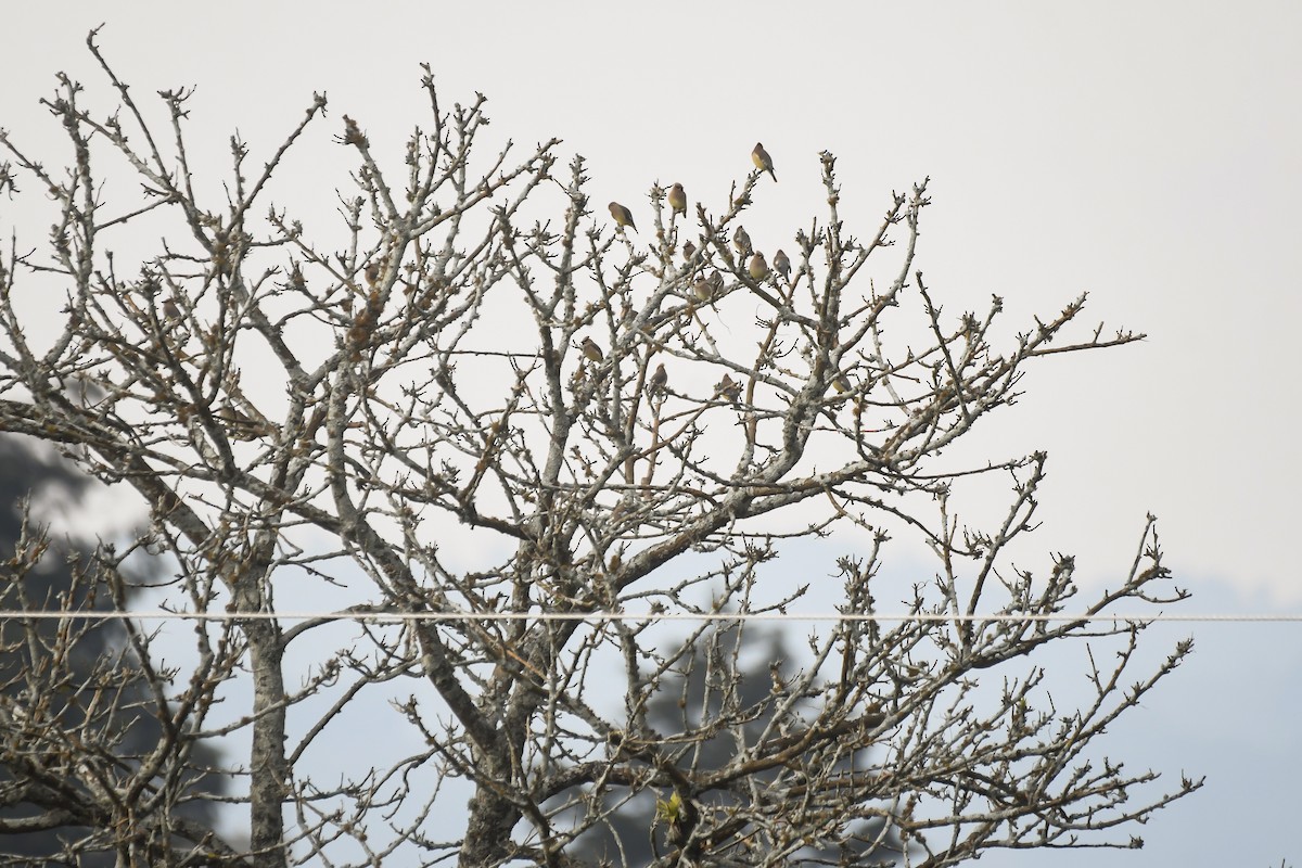 Cedar Waxwing - Maria Jose Lou