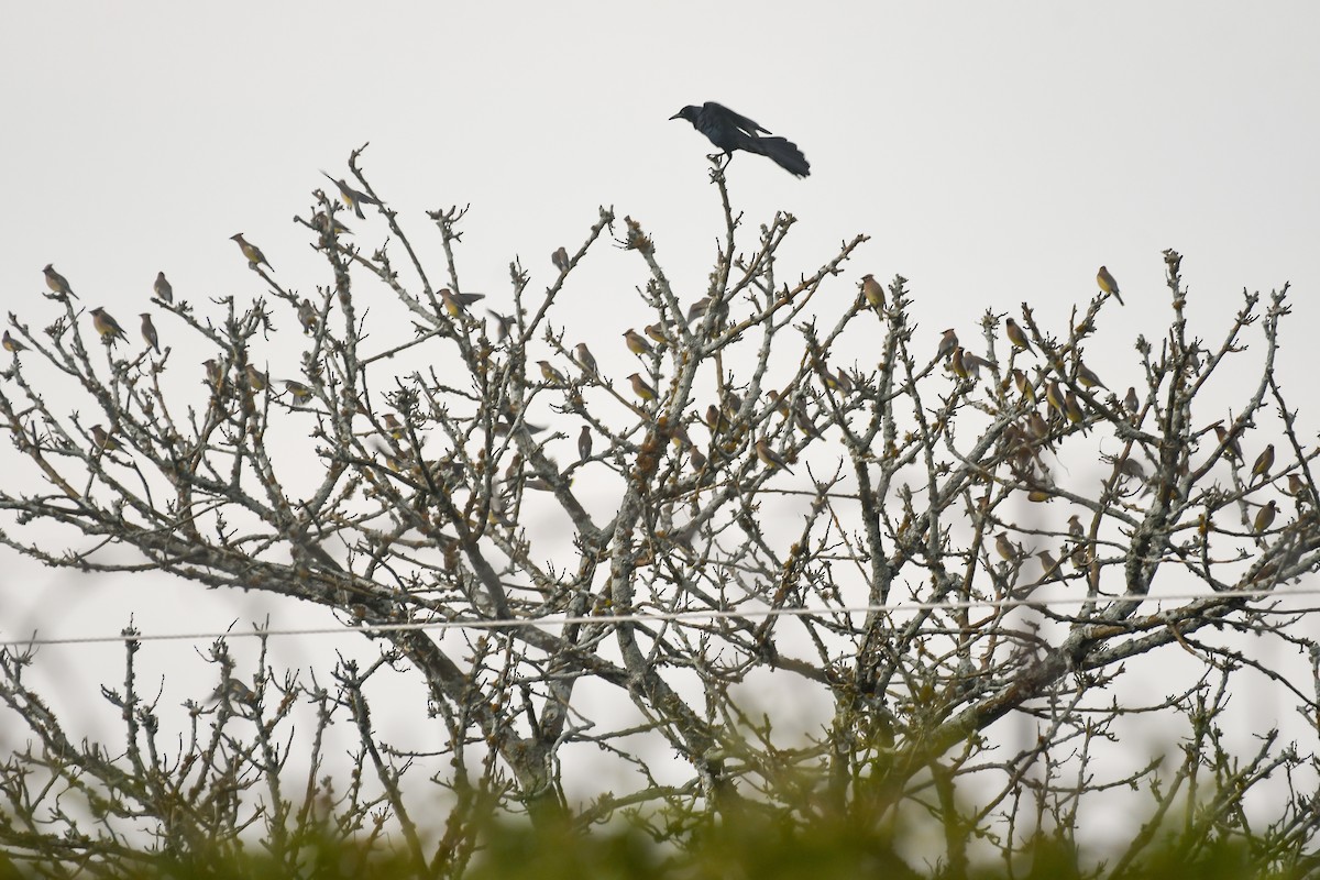 Cedar Waxwing - ML559222861