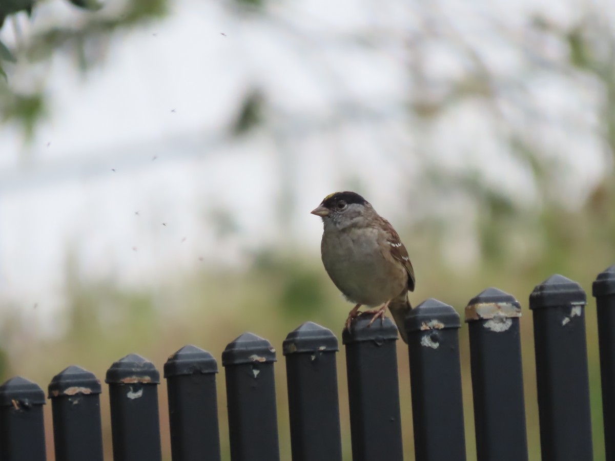 Golden-crowned Sparrow - ML559223841