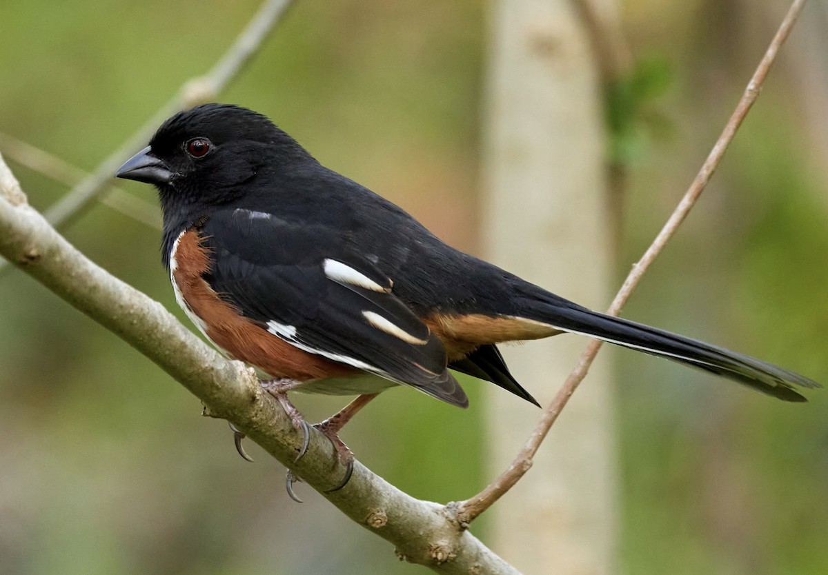 Eastern Towhee - ML559224011