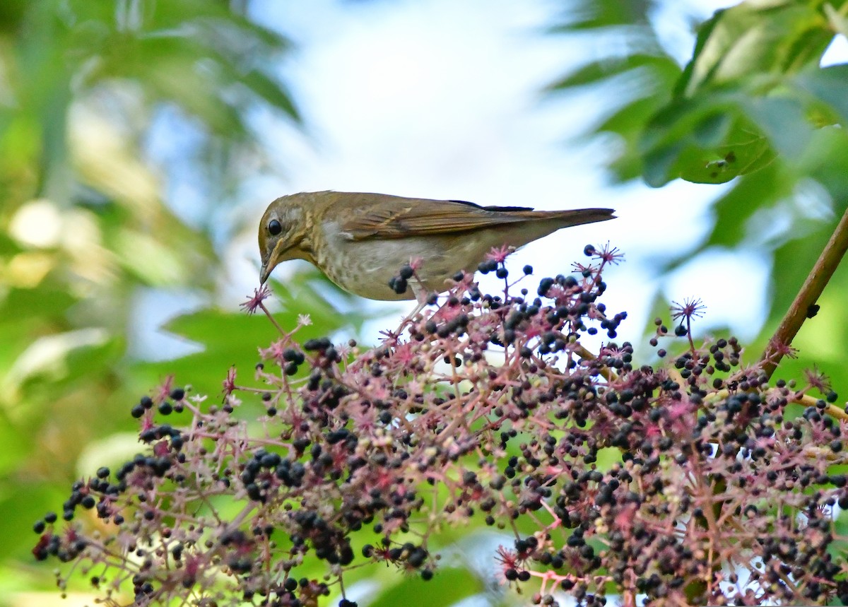 Weidenmusendrossel - ML559224411