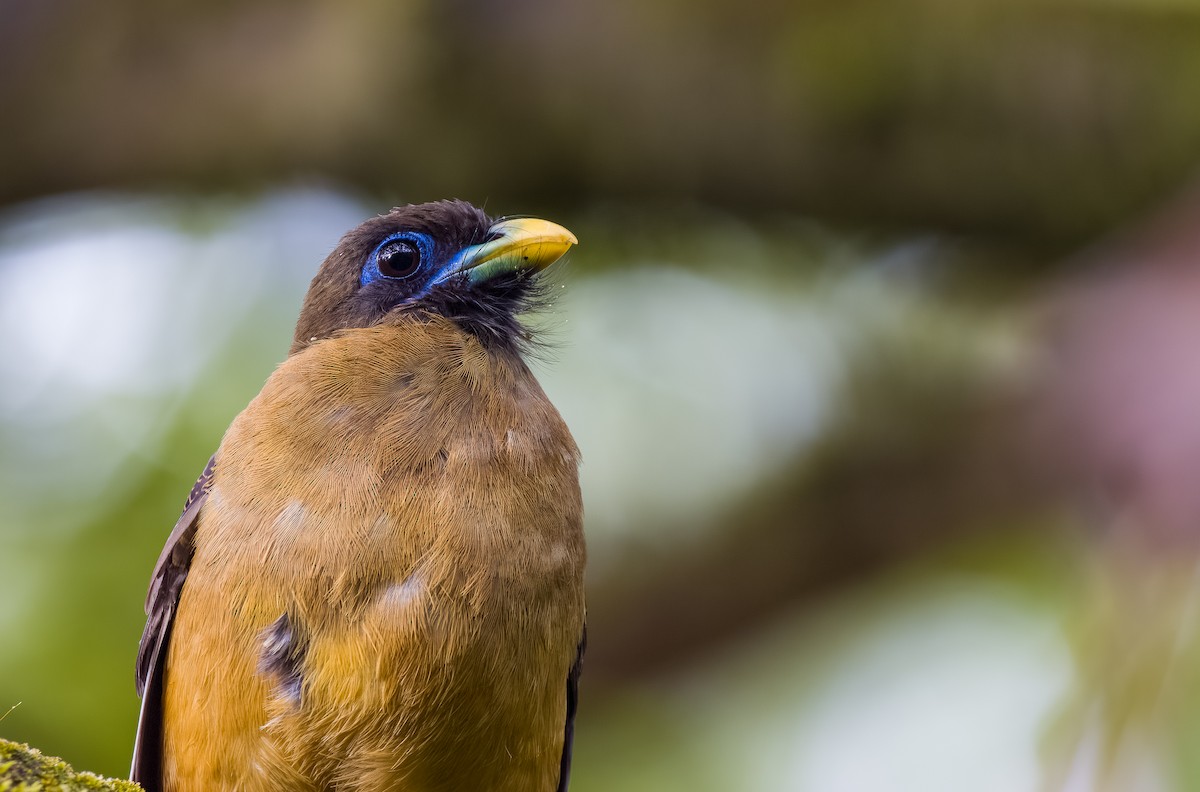 Philippine Trogon - ML559224841