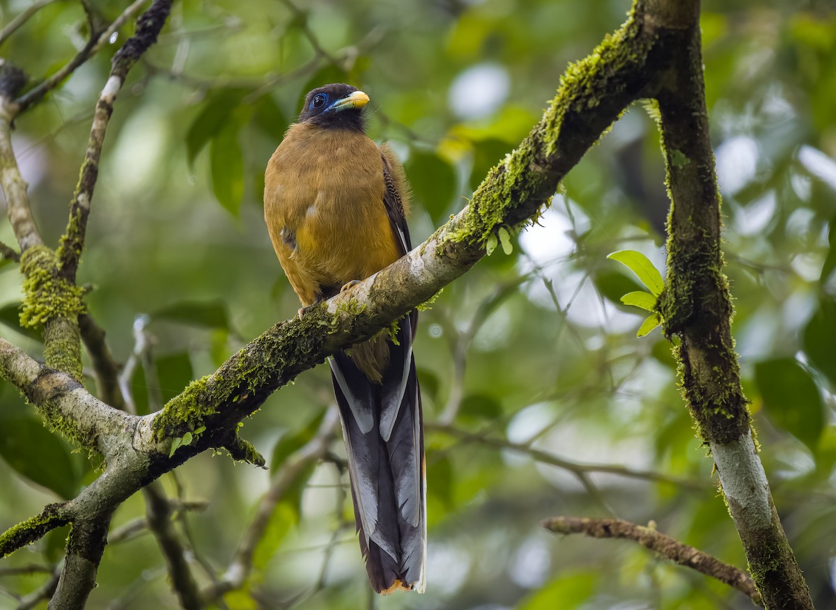 Philippine Trogon - ML559224851