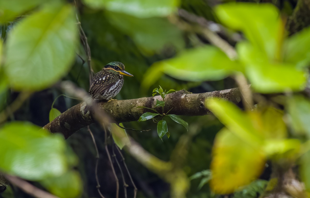 Spotted Kingfisher - ML559224991