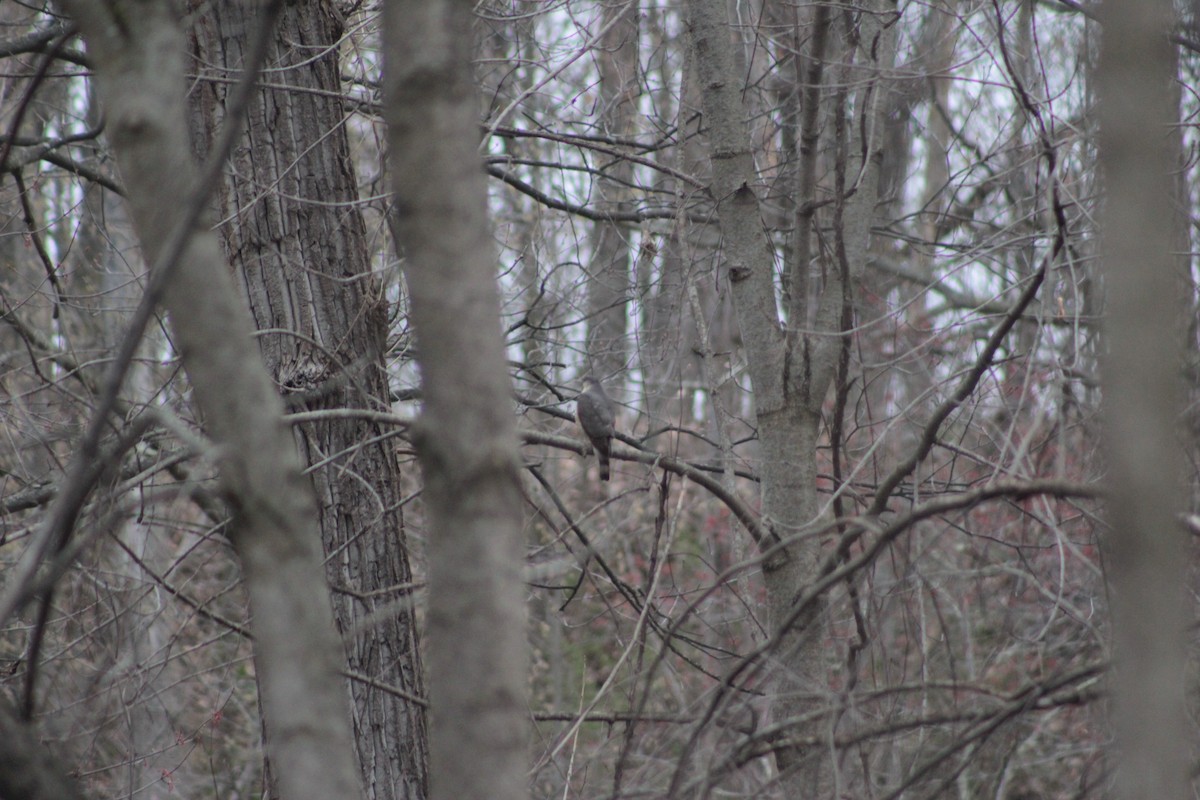 Accipitrine hawk sp. (former Accipiter sp.) - ML55922511