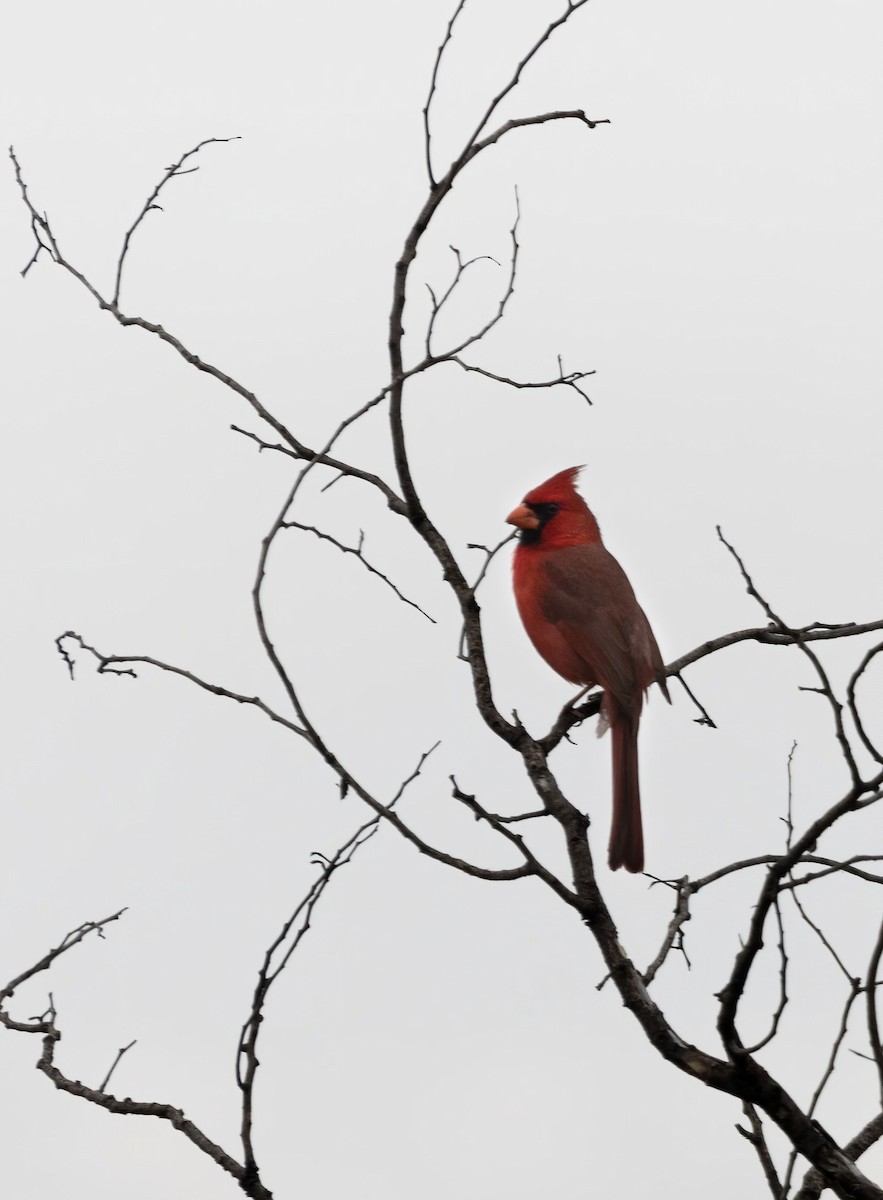 Northern Cardinal - ML559225531