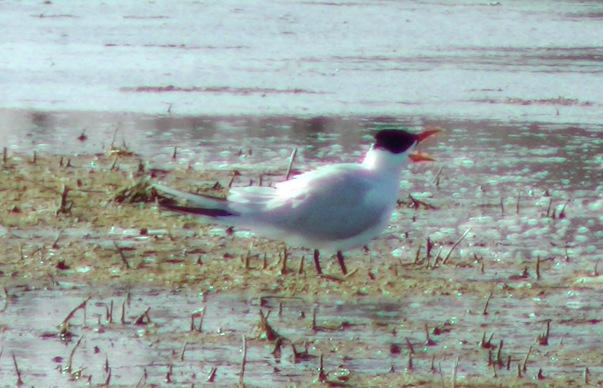 Caspian Tern - ML55922581