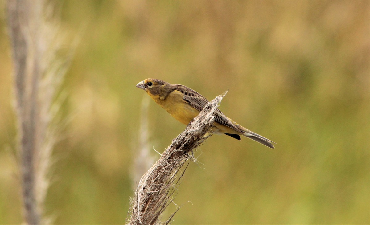 Grassland Yellow-Finch - ML559226701