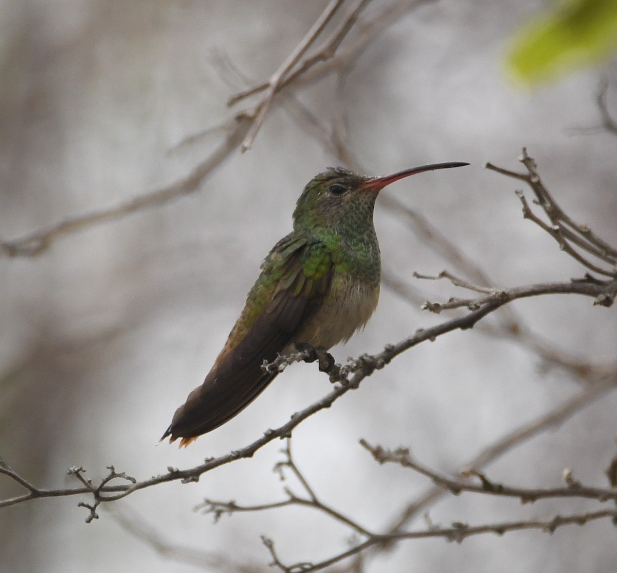 Buff-bellied Hummingbird - ML559227451