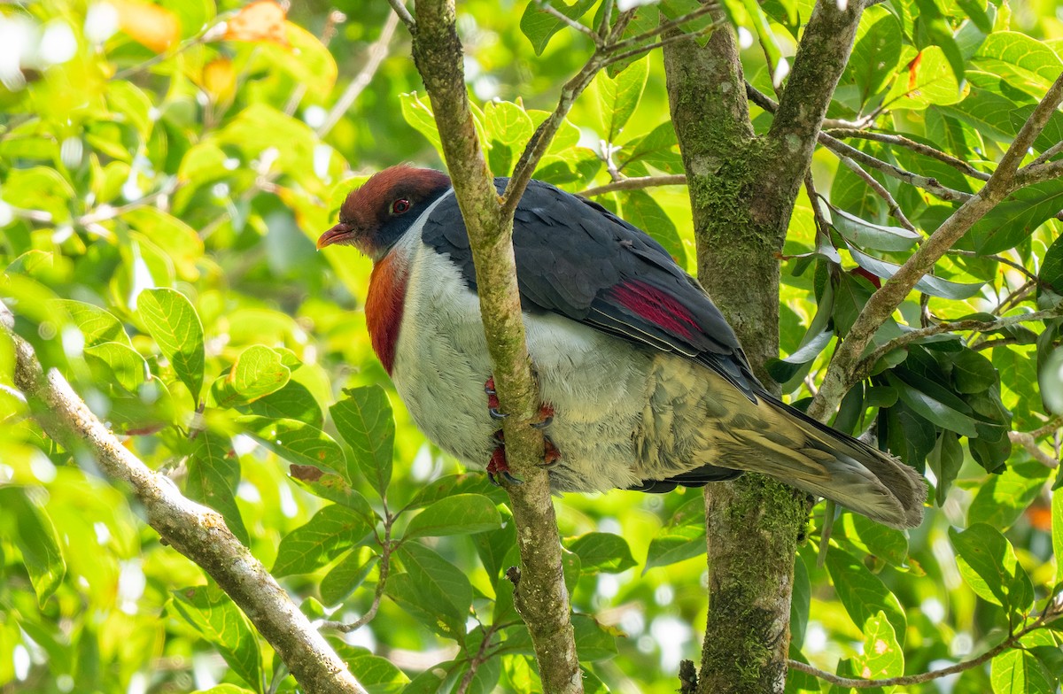 Flame-breasted Fruit-Dove - ML559227481