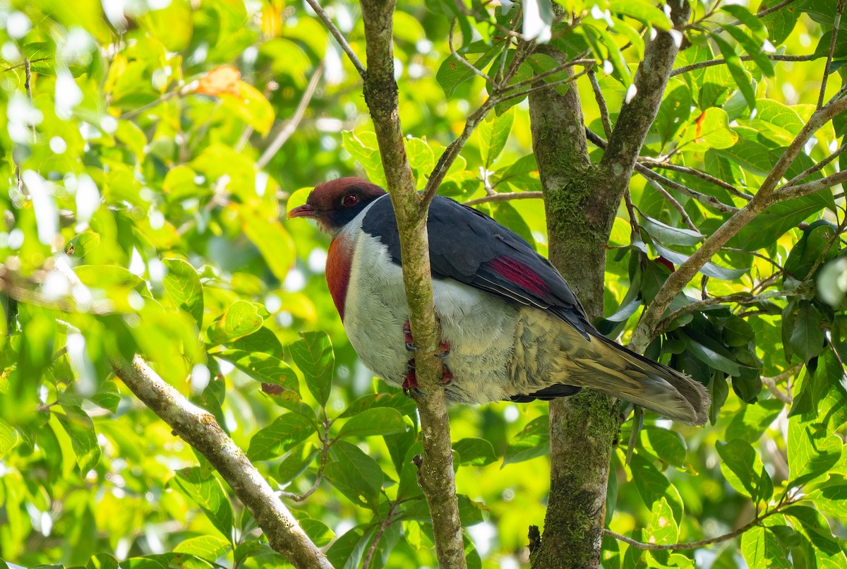 Flame-breasted Fruit-Dove - ML559227501