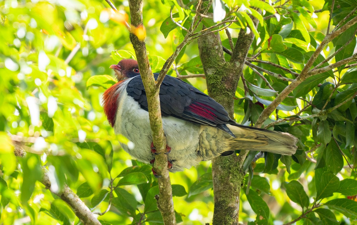 Flame-breasted Fruit-Dove - ML559227511