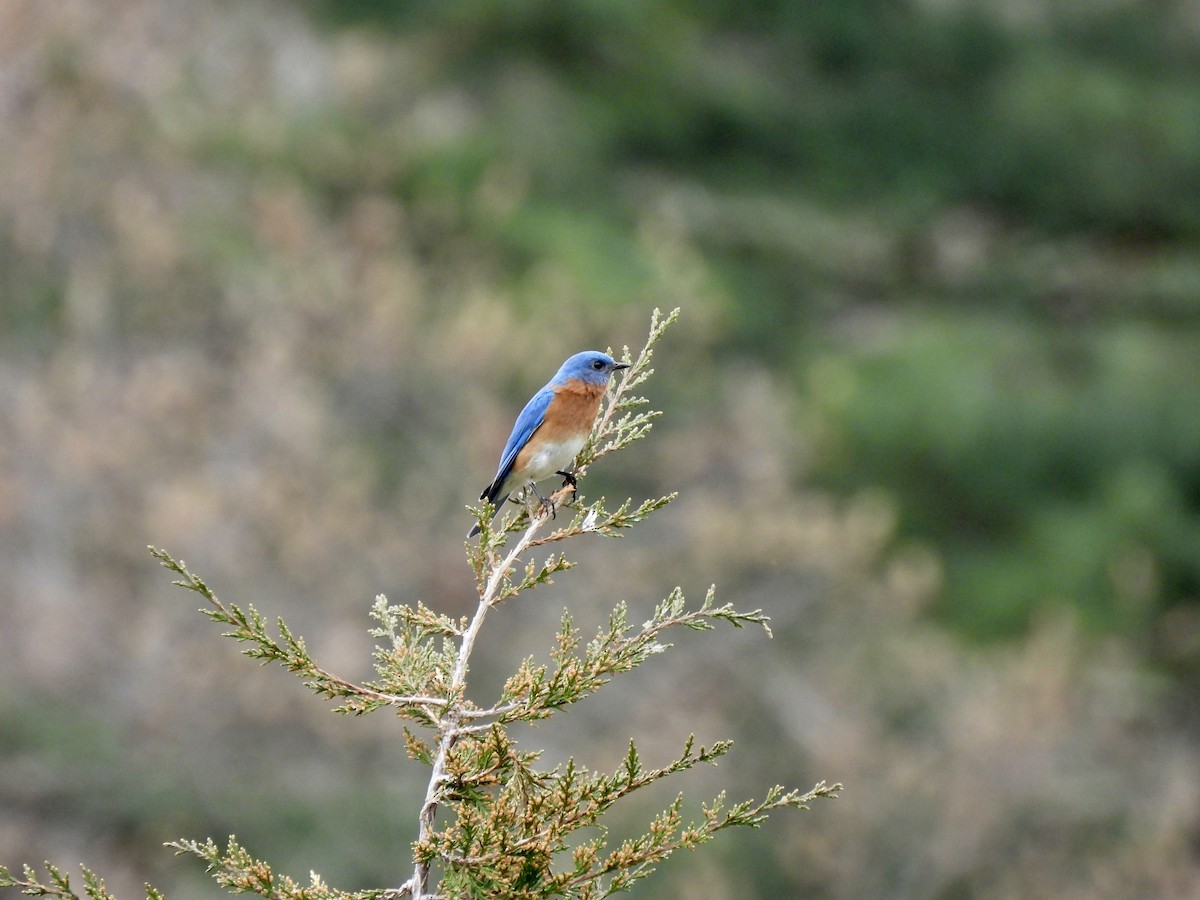 Eastern Bluebird - ML559227811