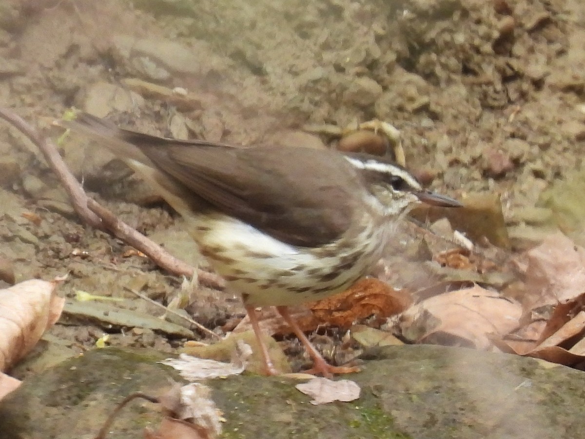 Louisiana Waterthrush - Cindy Leffelman