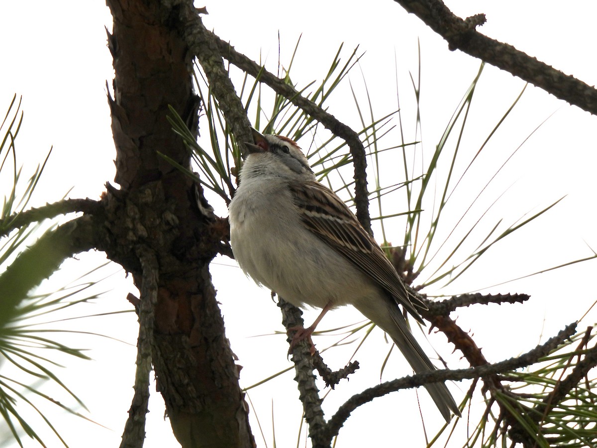 Chipping Sparrow - ML559227891