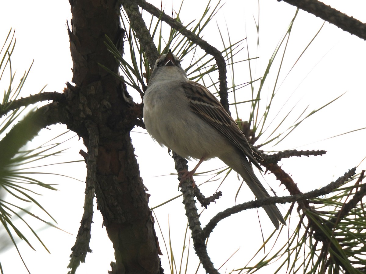 Chipping Sparrow - ML559227901