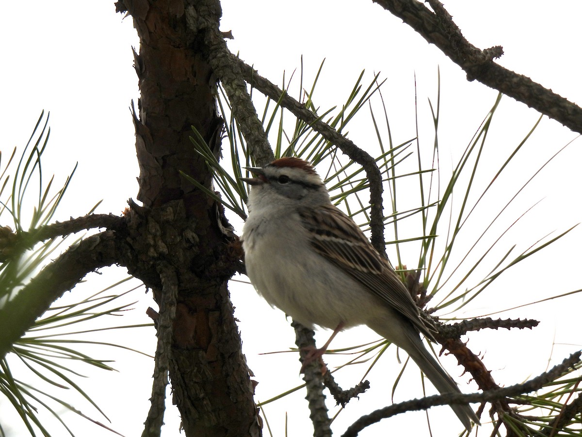 Chipping Sparrow - ML559227911