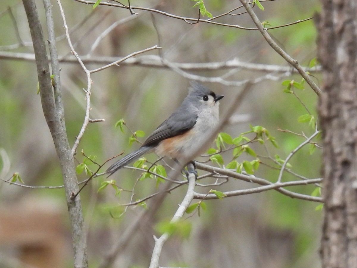 Tufted Titmouse - Cindy Leffelman