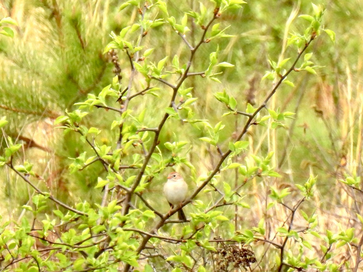 Field Sparrow - ML559228281