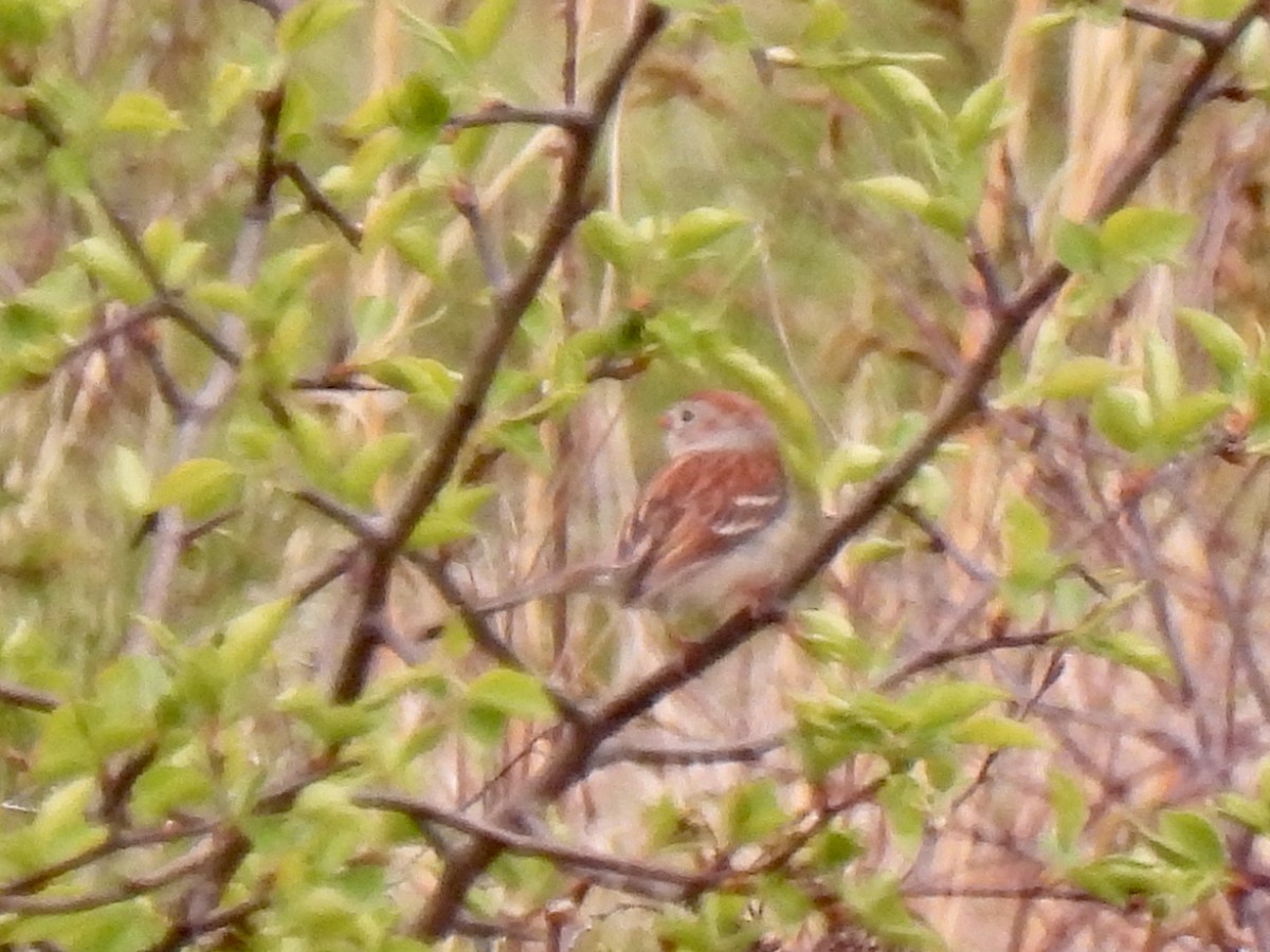 Field Sparrow - ML559228291