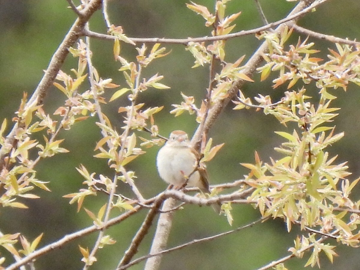 Field Sparrow - ML559228311