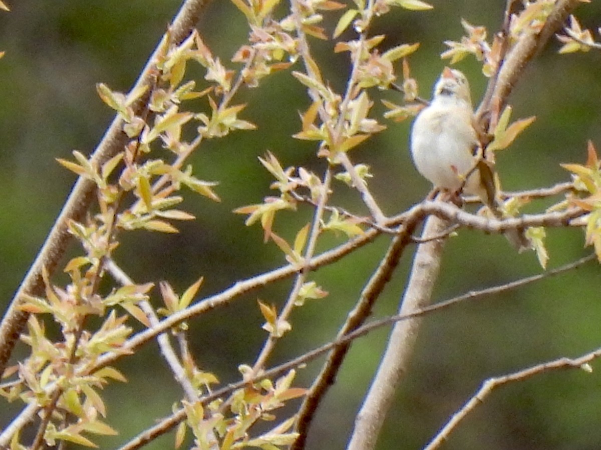 Field Sparrow - ML559228321