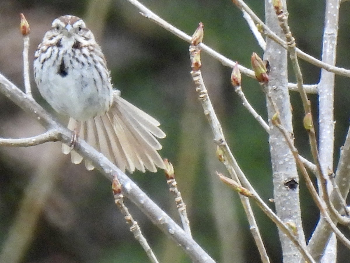 Song Sparrow - ML559228521