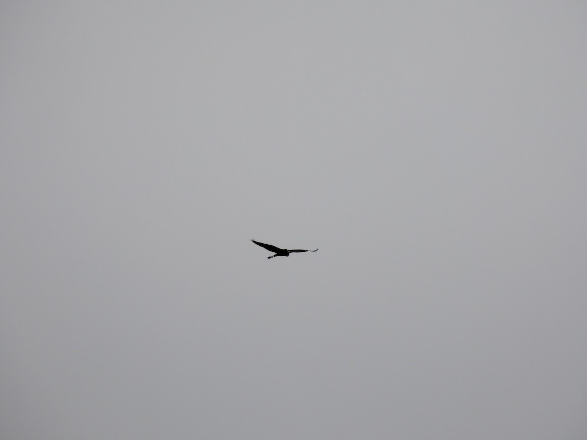 Great Blue Heron (Great Blue) - ML559228741