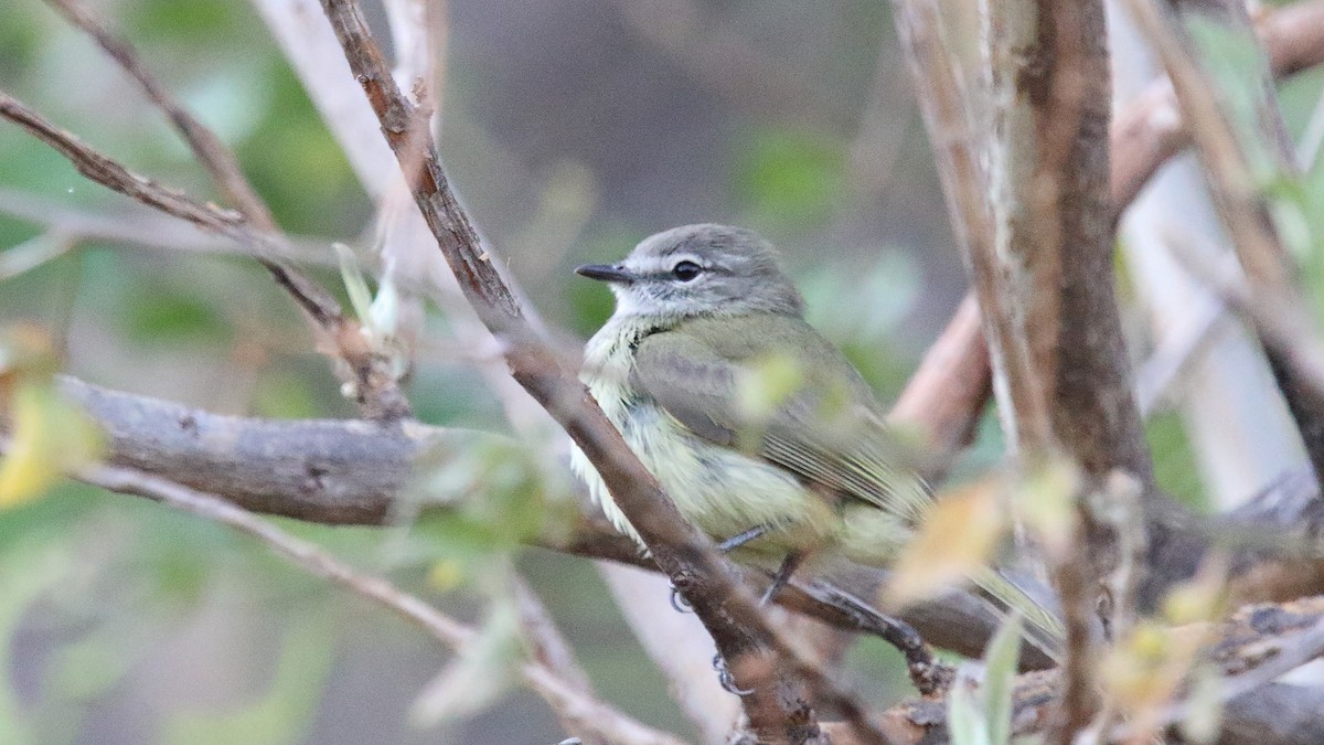 Greenish Elaenia (West Mexico) - ML559229891