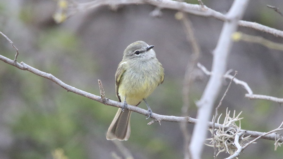 Greenish Elaenia (West Mexico) - ML559229911