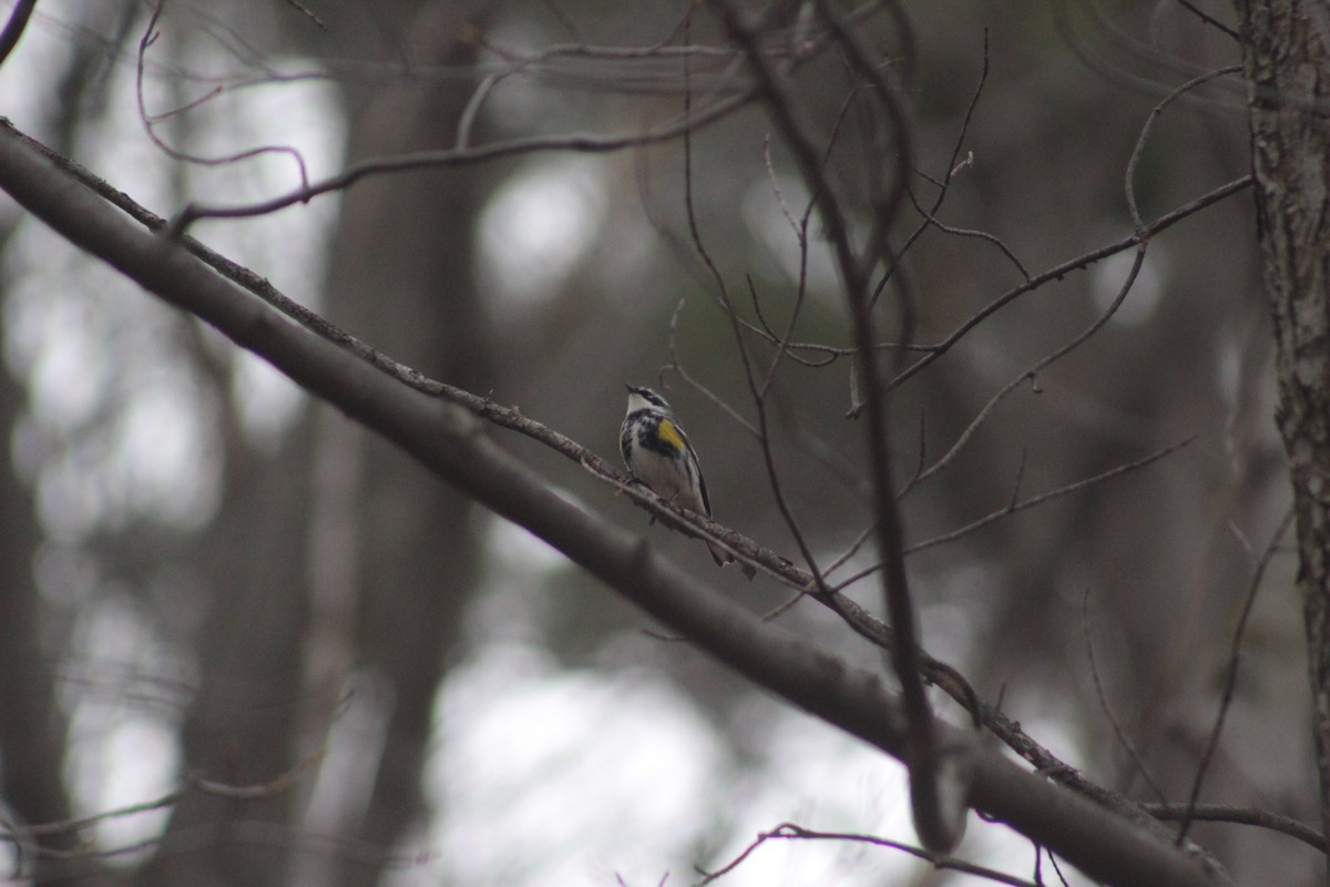 Yellow-rumped Warbler - ML55923031