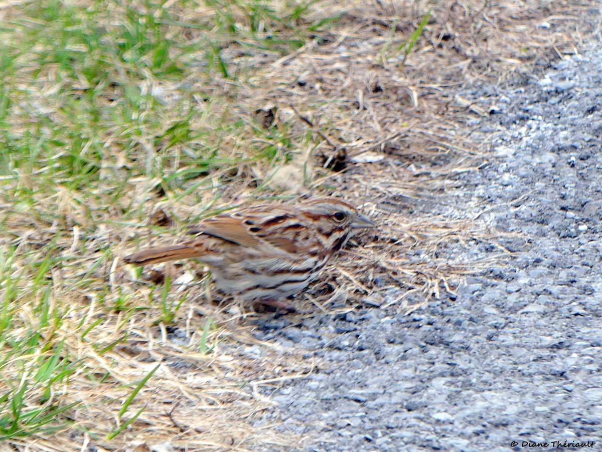 Song Sparrow - ML559230691
