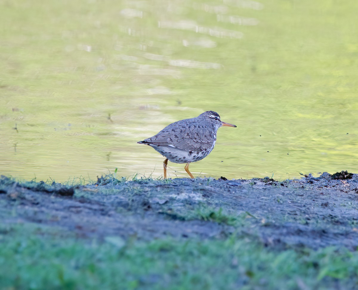 Spotted Sandpiper - Jeffrey Banko